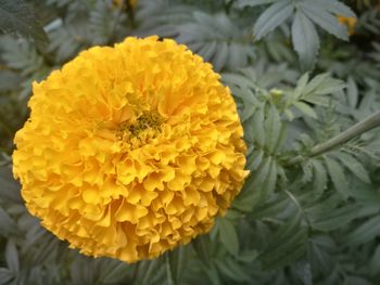 Close-up of yellow flower