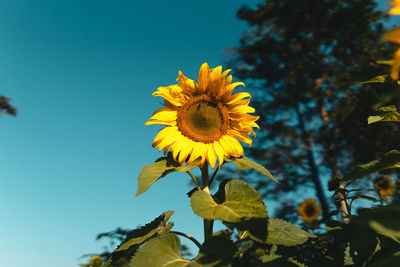 Close-up of yellow sunflower against sky