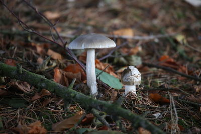 Close-up of mushroom growing on field