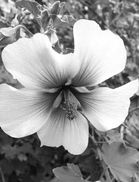 Close-up of flower blooming outdoors