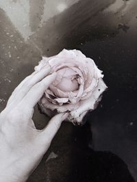 Close-up of hand holding rose flower