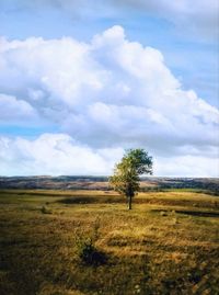 Trees on field against sky