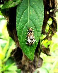 Close-up of spider on leaf