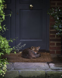 Fox relaxing against door in yard