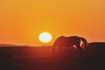 Silhouette of horse on field against orange sky