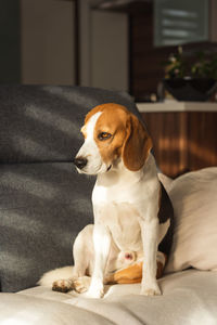 Dog resting on a sofa beagle dog sits indoors background