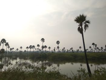 Palm trees by lake against sky
