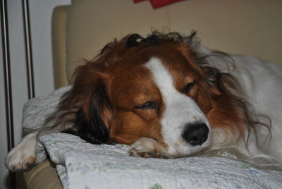 Close-up of dog resting