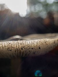 Macro shot of lizard