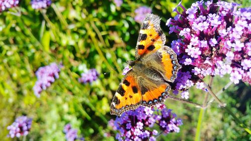 Close-up of butterfly on flower