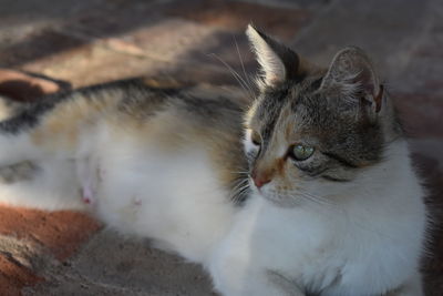 Close-up of a cat looking away