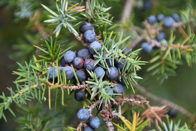 Close-up of berries growing on tree