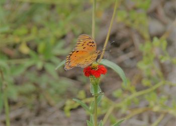 Close-up of butterfly perching on flower