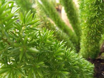 Close-up of pine tree