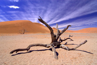 Driftwood in desert against sky