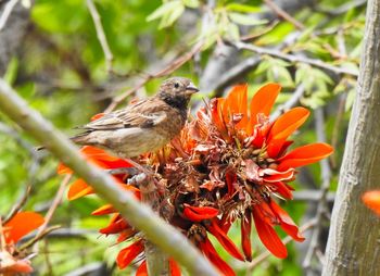 Close-up of bird perching on flower