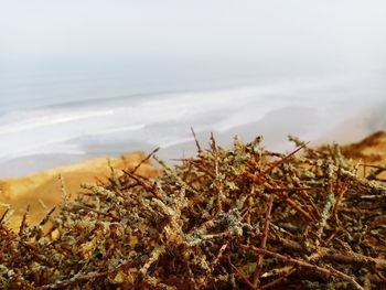 Close-up of dry plants on beach against sky