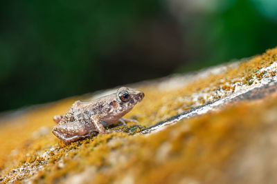 Close-up of lizard on rock rana 