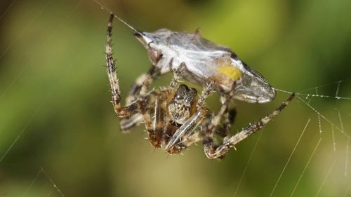 Close-up of spider on web