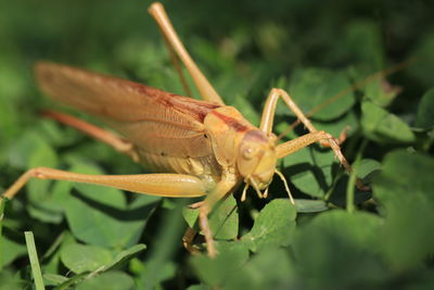 Close-up of insect on leaf