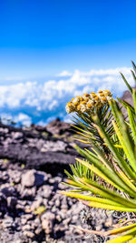 Close-up of flowering plant against sea