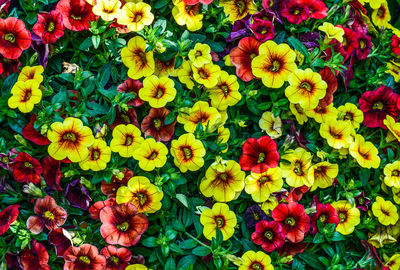 Full frame shot of multi colored flowering plants