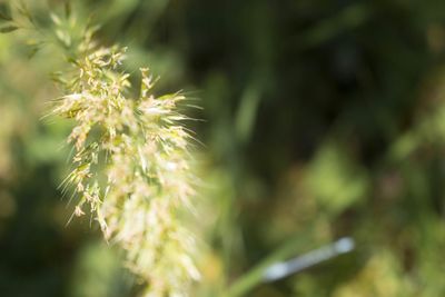 Close-up of plant against blurred background