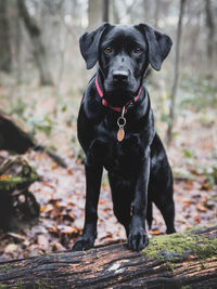 Portrait of black dog sitting outdoors