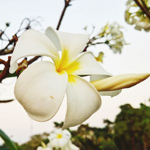 Close-up of white flowers