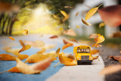 Close-up of orange falling on autumn leaves