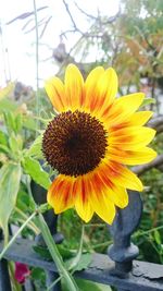 Close-up of sunflower blooming outdoors