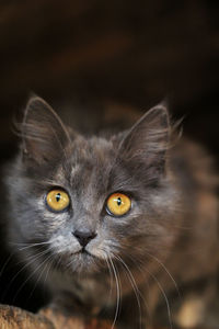 Close-up portrait of a cat