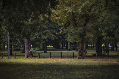 Trees in cemetery against sky