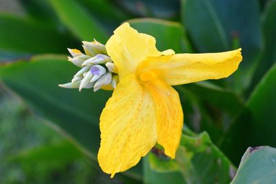 Close-up of yellow flowering plant