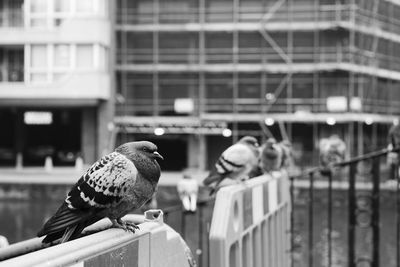 Close-up of bird in city