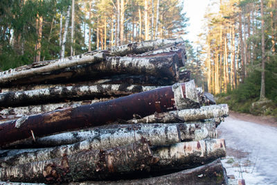 Stack of logs in forest