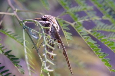 Close-up of insect on leaf