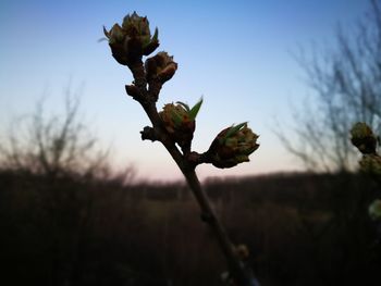 Close-up of plant growing on field against sky