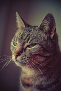 Close-up of a cat with eyes closed