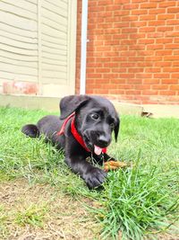 Black dog relaxing on grass