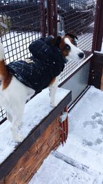 Dog on snow during winter