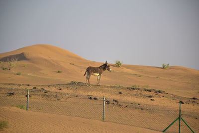 Horse standing in a desert