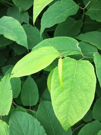 Close-up of green leaves on plant