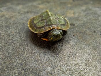 Close-up of turtle