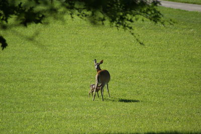 Deer in a field