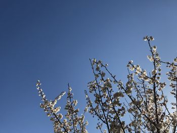 Low angle view of cherry blossom against clear blue sky