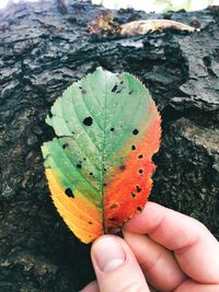 Close-up of hand holding leaves