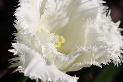 Close-up of white flowering plant