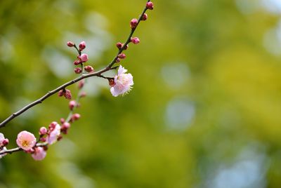 Low angle view of pink flowers with buds growing outdoors