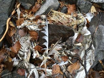 High angle view of dry leaves on land